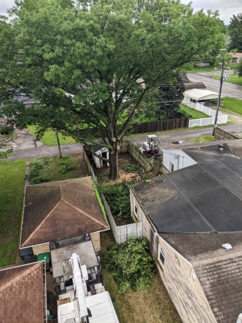 Trim tree raise canopy Columbus indiana