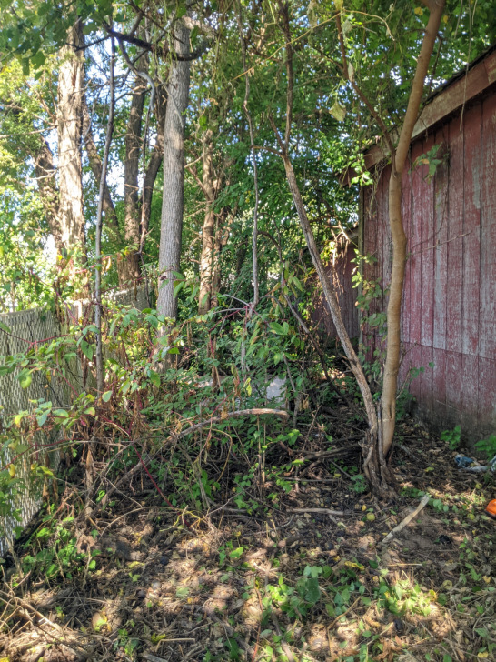 Overgrown brush bartholomew Indiana