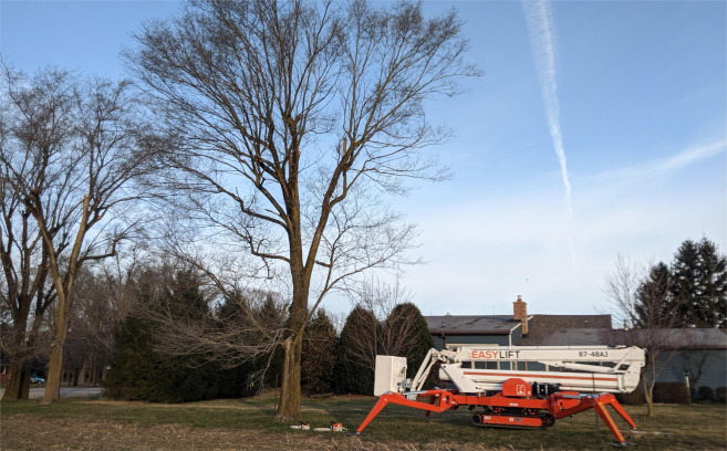 Spider lift remove tree Shelbyville
