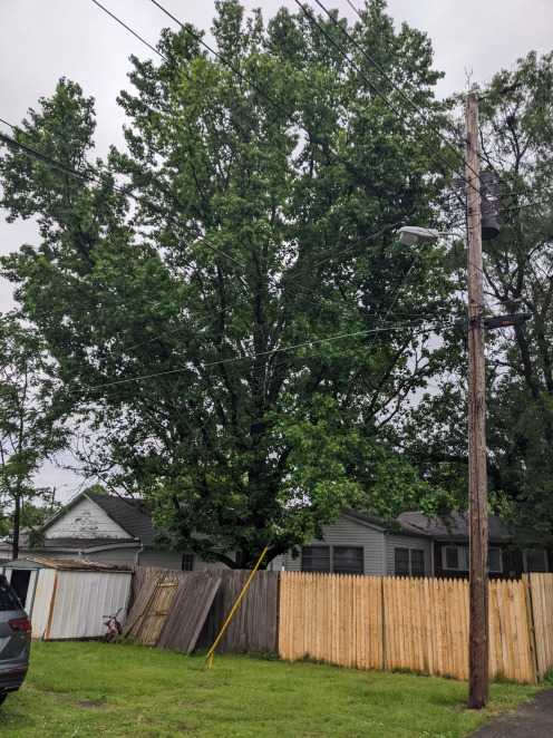 Large tree removal