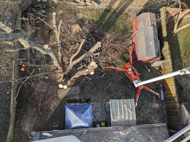 Backyard tree removal