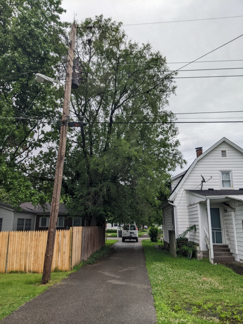 Remove trees in alley Columbus indiana
