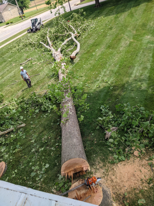 Fell tree Columbus indiana